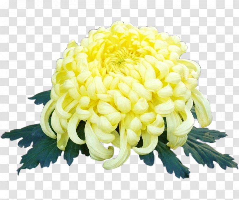 Chrysanthemum Xd7grandiflorum Yellow - Chrysanths Transparent PNG