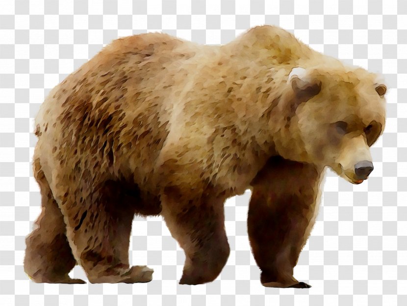 Grizzly Bear Art Painting Poster - Andreas Lie - Mural Transparent PNG