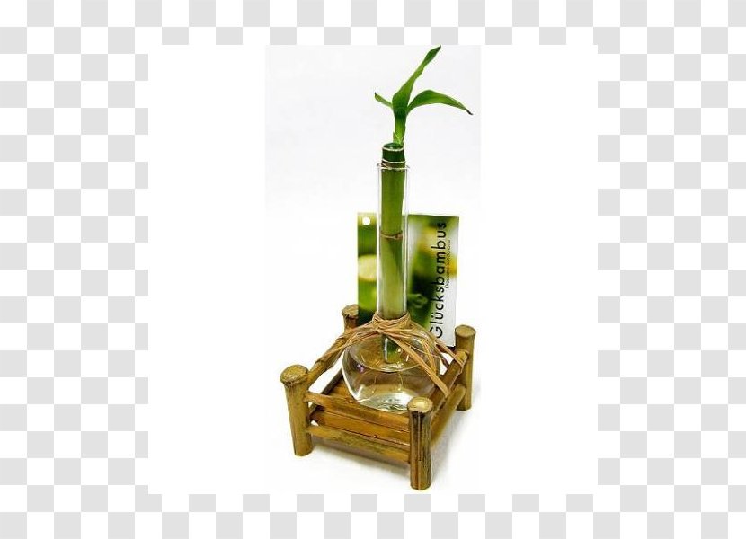 Lucky Bamboo Houseplant Vase Evergreen - Consumer Transparent PNG