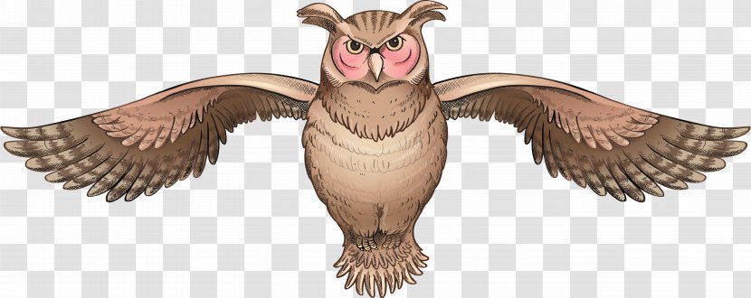 Bird Of Prey Owl Clip Art - Fauna - Owls Transparent PNG