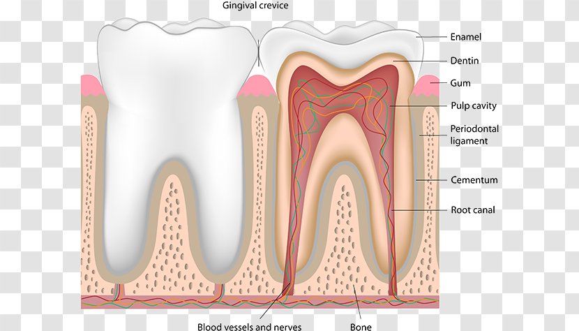 Human Tooth Pulp Dentistry Nerve Blood Vessel - Flower - Dental Anatomy Of Teeth Transparent PNG