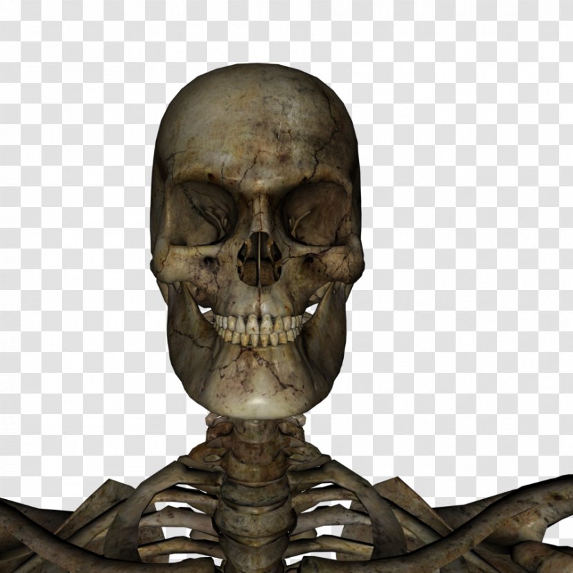 Bone Skeleton Skull Jaw Neck Transparent PNG