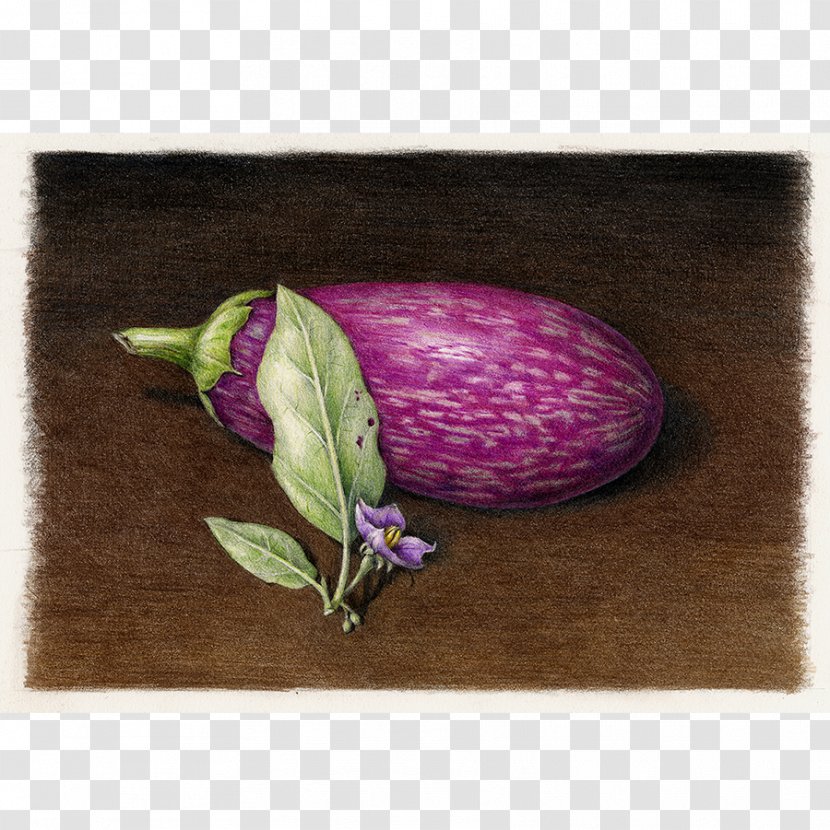 Eggplant Drawing Botany Vegetable - Flower Transparent PNG