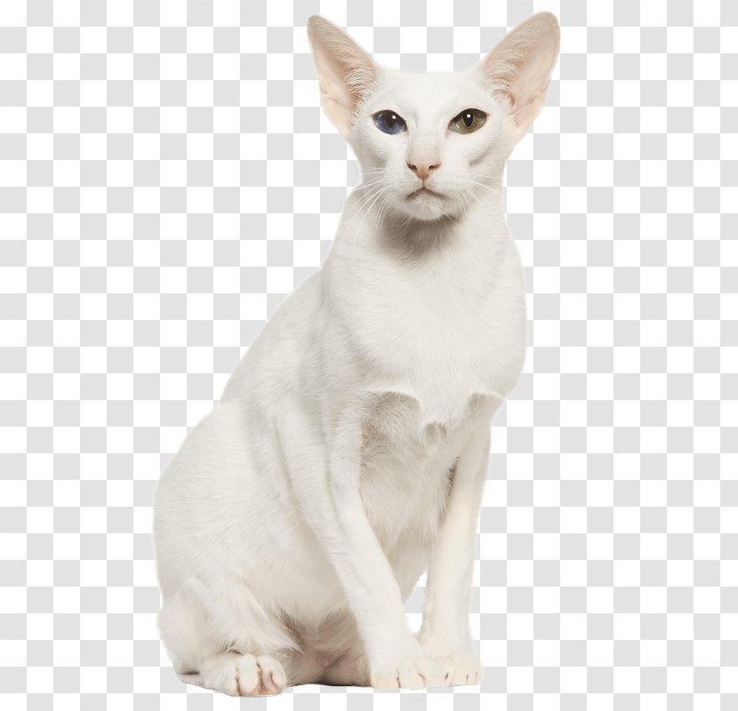 Balinese Cat Oriental Shorthair Burmilla Whiskers Domestic Short-haired - Shorthaired Transparent PNG