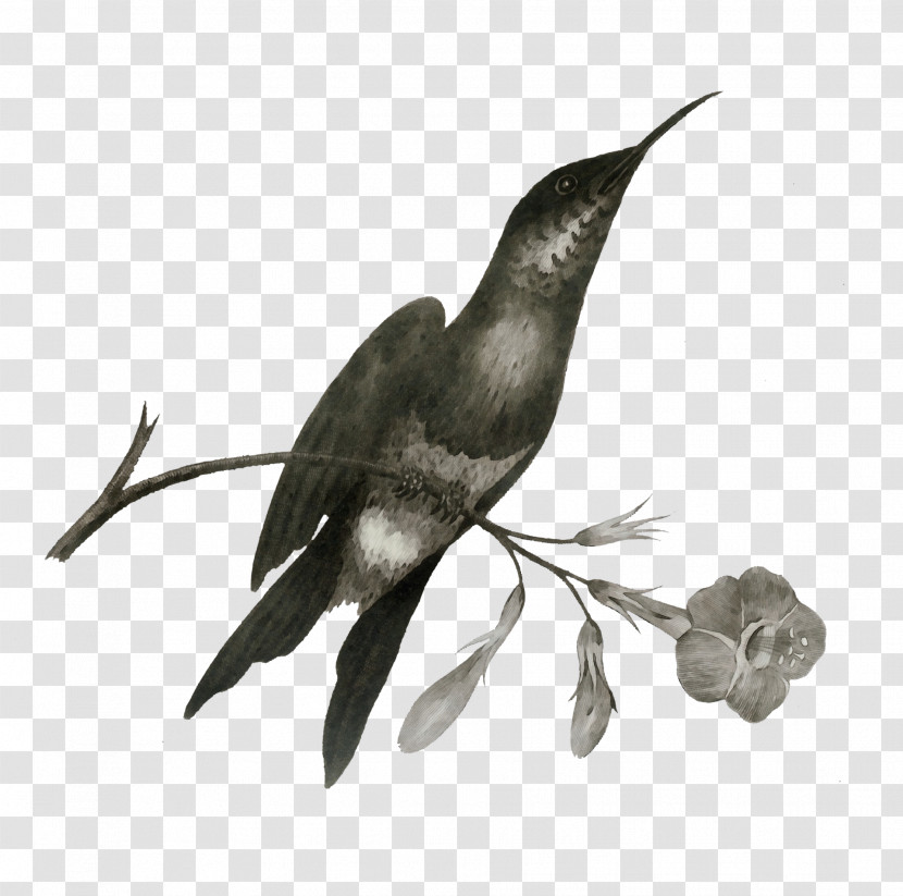 Hummingbirds Art Forms In Nature Birds Drawing Violetear Transparent PNG