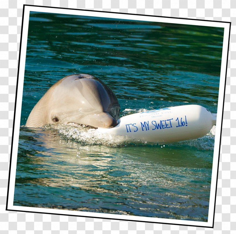 Wholphin Ecclesiastical Peerage Of Thailand พัดยศ Wat Chulamanee Tucuxi - Mammal - Seaworld Transparent PNG