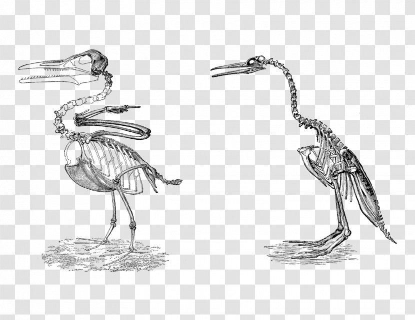 Hesperornis Bird Ichthyornis Hesperornithes Penguin - Evolution Of Birds Transparent PNG