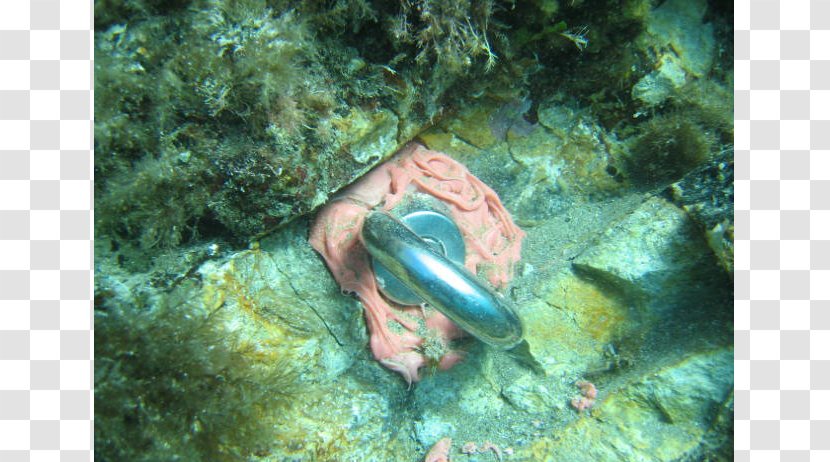Sub Sea Services Lavori Subacquei Anchorage Manta Ray Coral Reef Fish - Anchor Transparent PNG