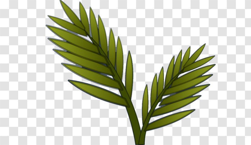 Arecaceae Herbalism Grasses Plant Stem - Tree - Leaf Transparent PNG