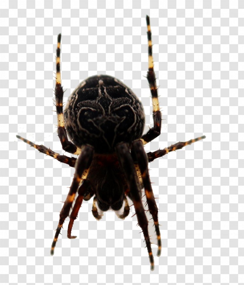 European Garden Spider Barn Insect Widow Spiders - Araneus - Scary Transparent PNG
