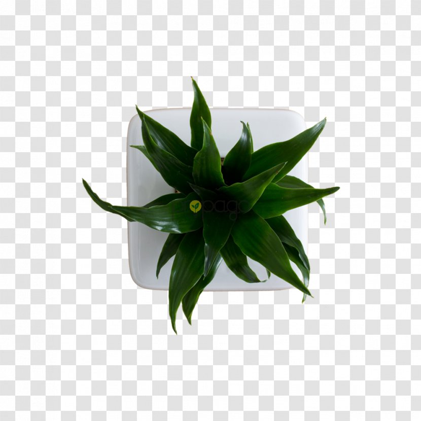 Plant Flowerpot Leaf Agave INAV DBX MSCI AC WORLD SF - Inav Dbx Msci Ac World Sf - Flower Box Transparent PNG