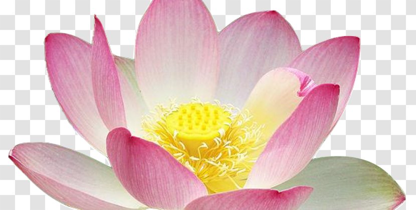 Sacred Lotus Clip Art Psd Image - Close Up - Buddhist Transparent PNG