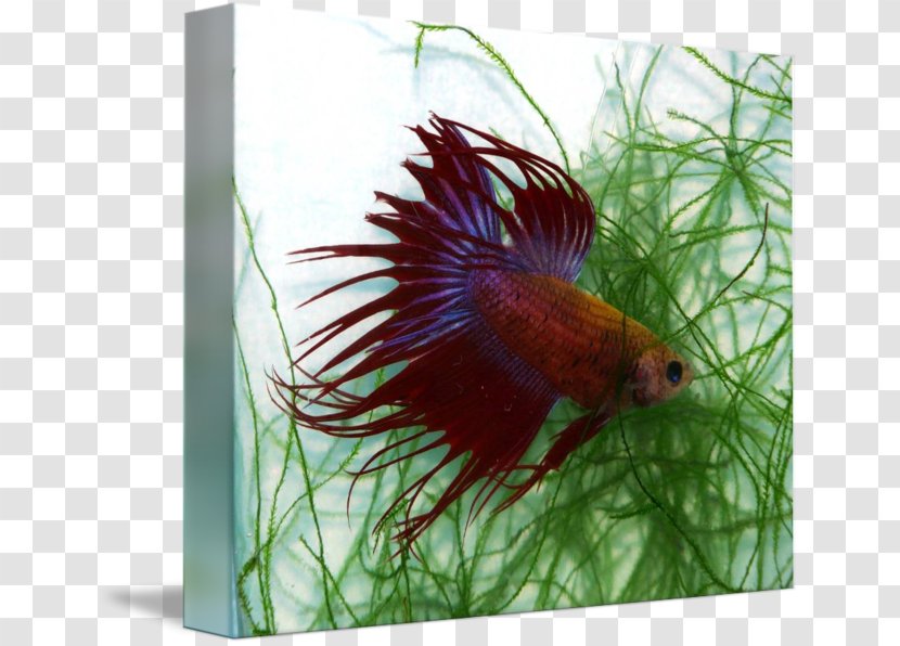 Aquariums Feather Tail Beak Fish - Fresh Water - Betta Transparent PNG