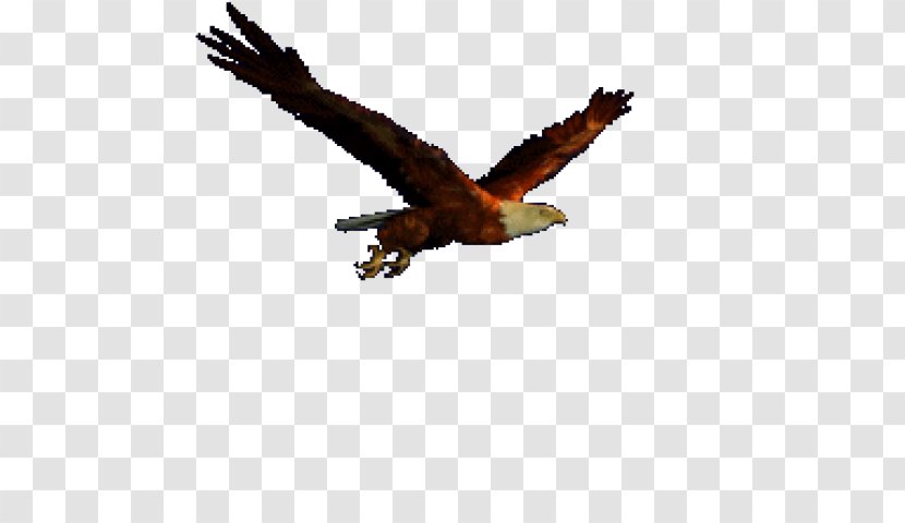 Animation Eagle Bird - Of Prey Transparent PNG