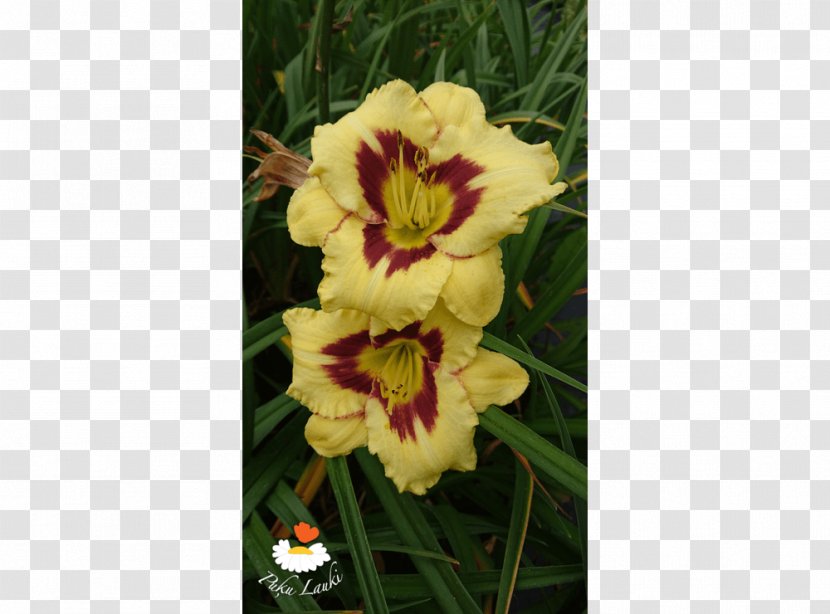 Cut Flowers Daylily - Flowering Plant - Flower Transparent PNG