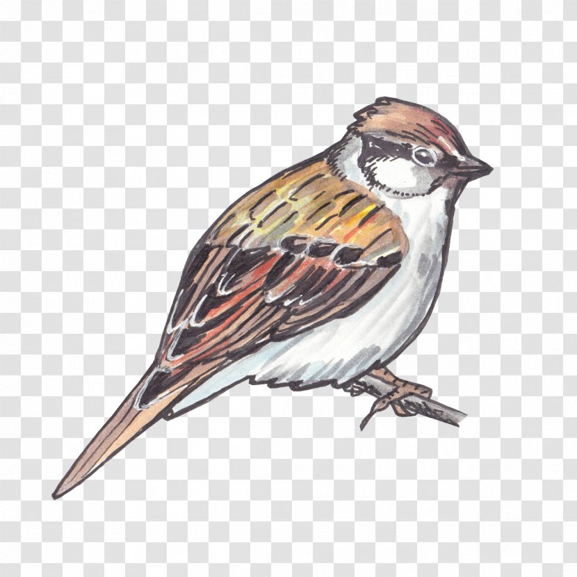House Sparrow Bird American Sparrows Finch Transparent PNG