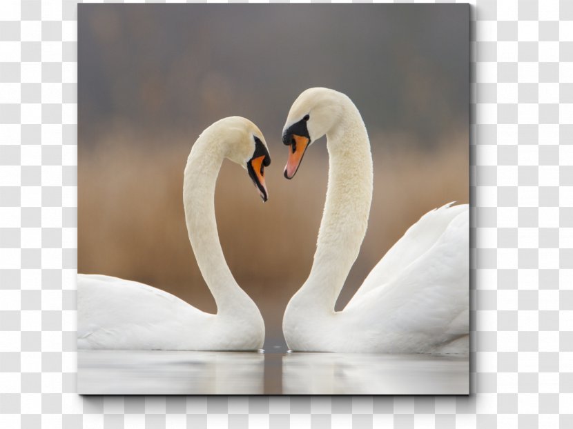 Cygnini Bird Desktop Wallpaper Love Enchanting The Swan - Stock Photography Transparent PNG