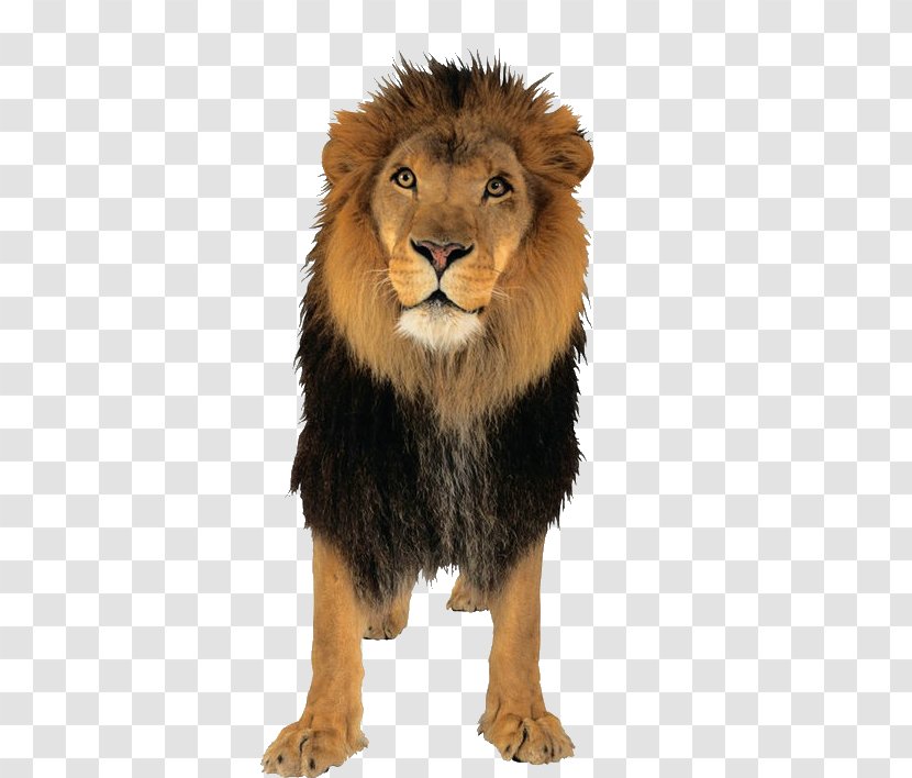 Lion - Snout Transparent PNG