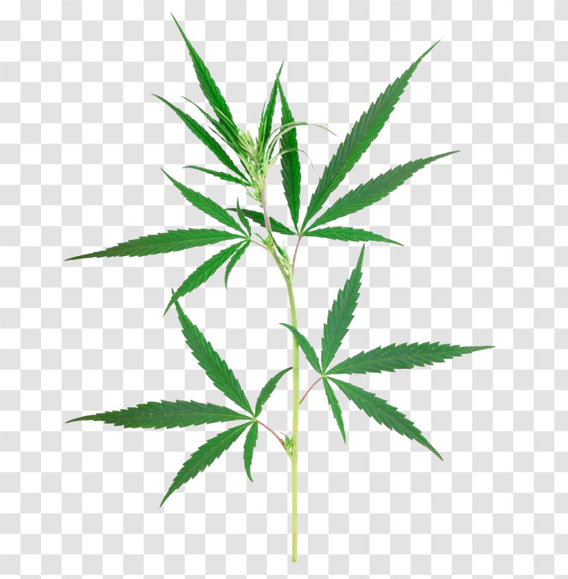 Cannabis Sativa Marijuana Plant Transparent PNG
