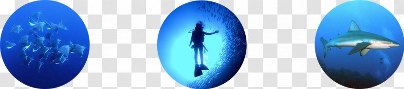 Cabo San Lucas José Del Scuba Diving Underwater Snorkeling - Cetaceans - Cylinder Transparent PNG