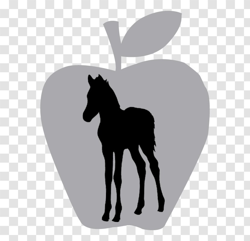 Stallion Foal Colt Mustang Mare Transparent PNG