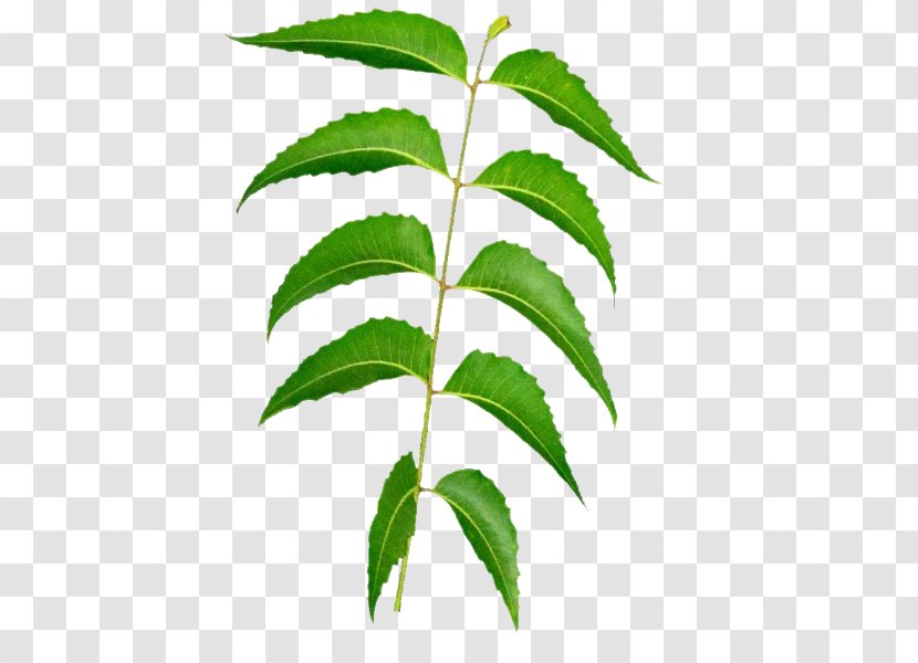 Leaf Tea Neem Tree Oil - Huile Alimentaire Transparent PNG
