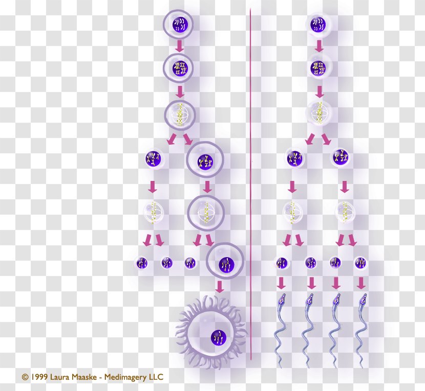 Gametogenesis Meiosis Gamete Spermatogenesis Male - Watercolor - Silhouette Transparent PNG