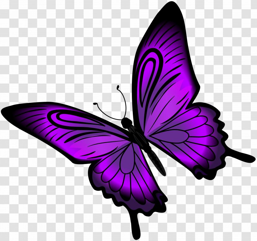 Purple Butterfly Clip Art - Greta Oto - Invertebrate Transparent PNG