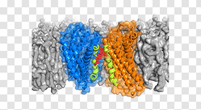 G Protein–coupled Receptor Alpha Subunit Transparent PNG