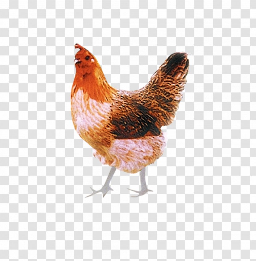 Chicken Poultry Rooster Livestock - Phasianidae - Big Cock Transparent PNG