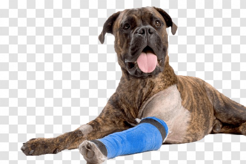 Dog Anterior Cruciate Ligament Puppy Pet Veterinarian - Injury Transparent PNG