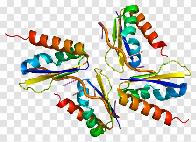 PCBP2 Protein Gene HNRPK PTBP1 - Heart - Flower Transparent PNG