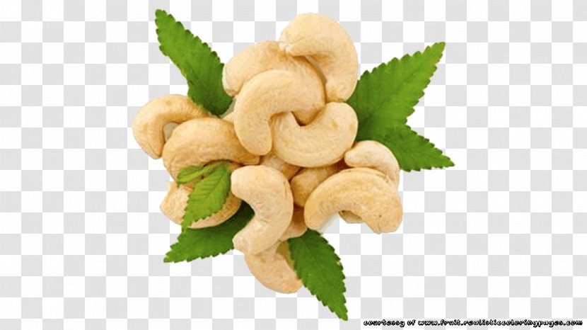 Roasted Cashews Tree Nut Allergy Food - Nuts - CASHEW Transparent PNG