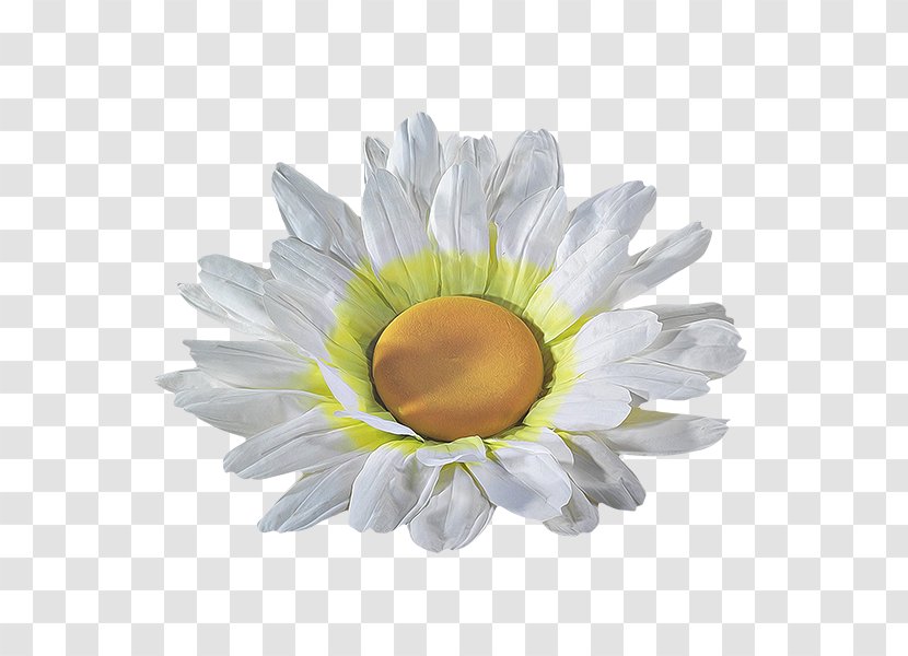 Transvaal Daisy Cut Flowers Petal - Chickadee Transparent PNG