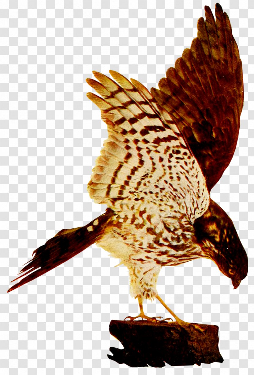 Hawk Eagle Fauna Beak Falcon - Birds And Insects Transparent PNG