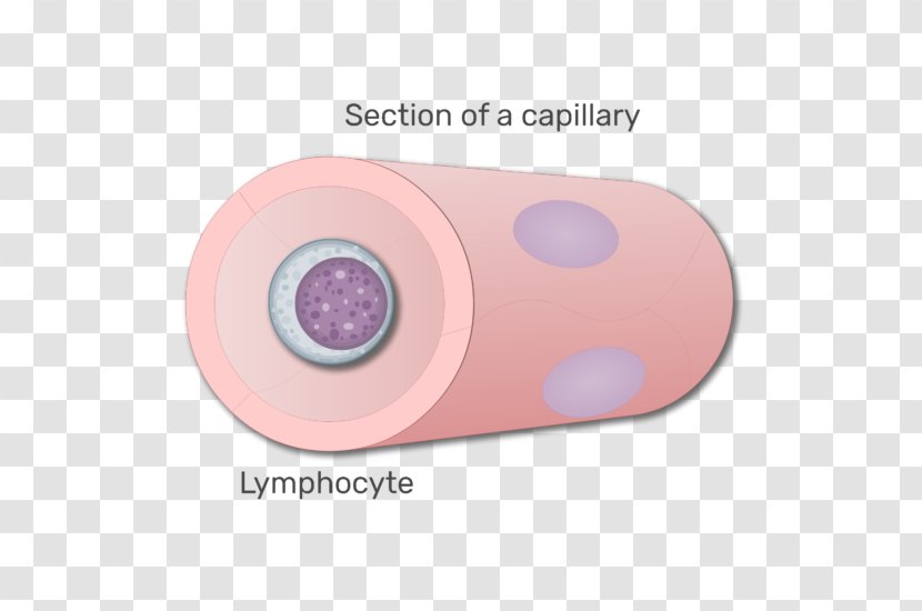 Lymphocyte White Blood Cell Agranulocyte Transparent PNG