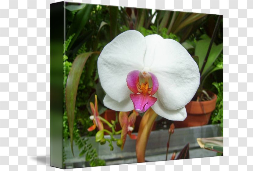 Moth Orchids Plant Imagekind - Pink Orchid Transparent PNG