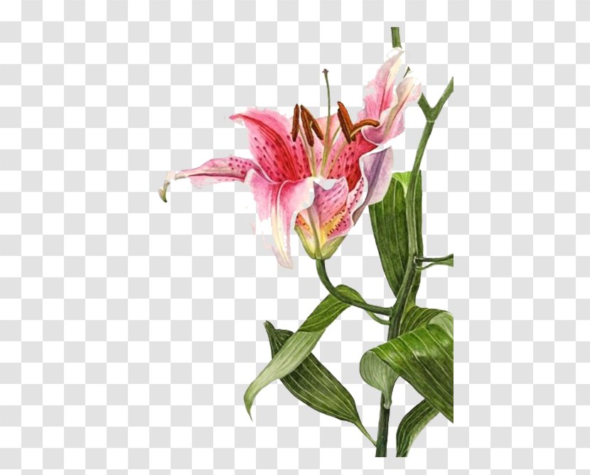 Lilium Bulbiferum Watercolor Painting Botanical Illustration Drawing - Petal - Pink Lily Transparent PNG