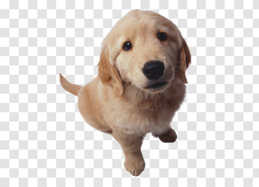 Golden Retriever Puppy Cat Nosebleed - Sporting Group - Looking At The Camera Transparent PNG
