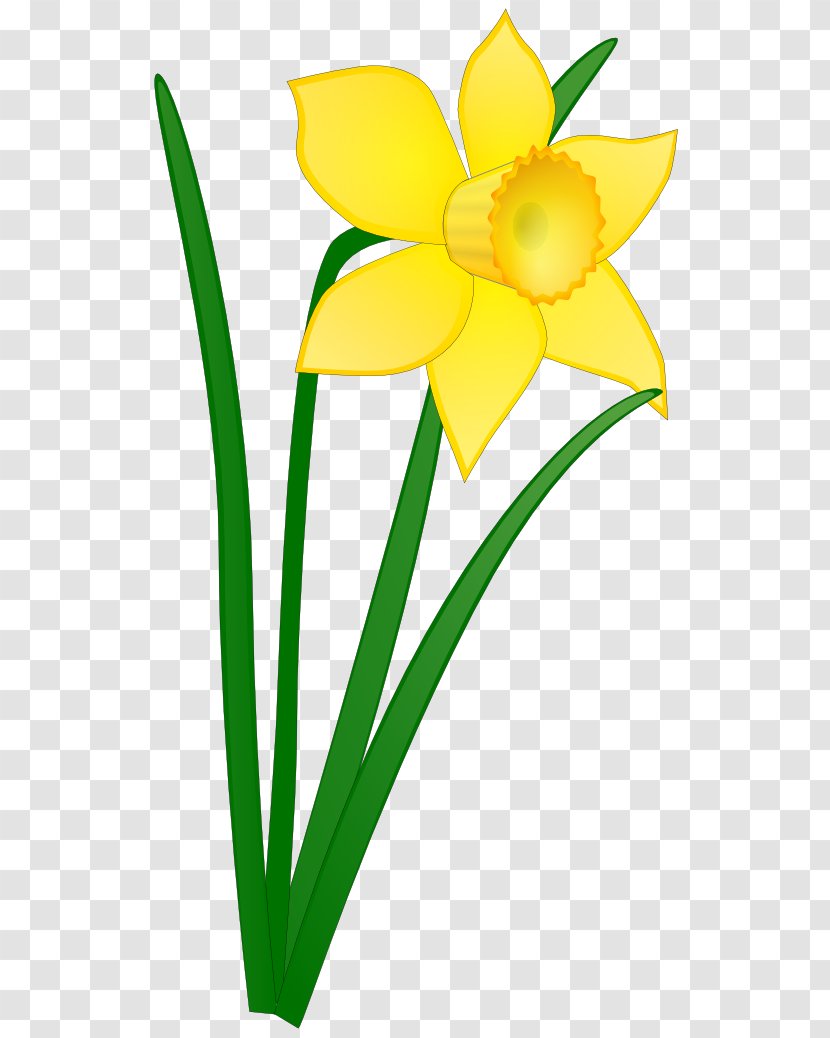 Daffodil Free Content Clip Art - Flowering Plant - Daffodils Clipart Transparent PNG