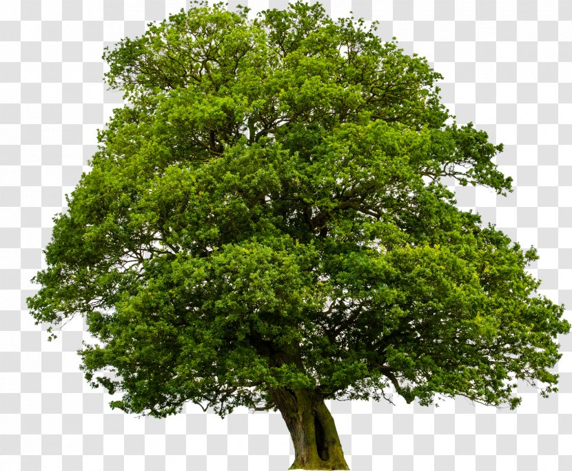 Slippery Elm Ulmus Minor 'Atinia' The Doughnut Tree - Oak - Burning Letter A Png Transparent PNG