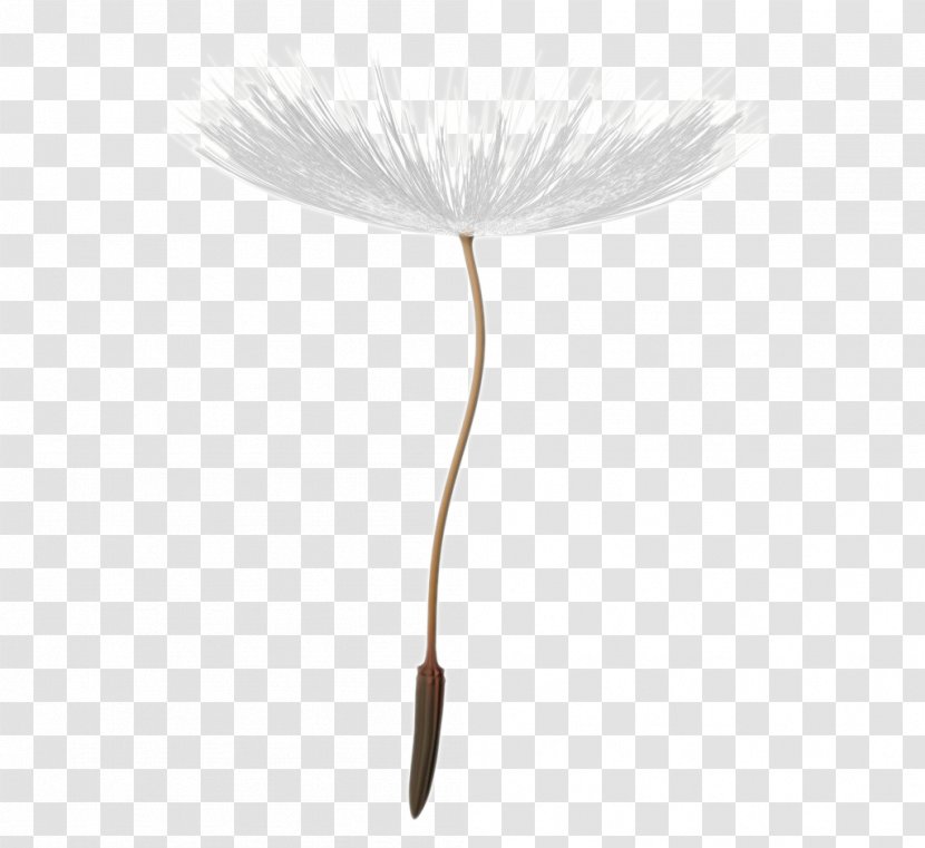 Flowering Plant Brush Feather - Dandelion Seeds Transparent PNG