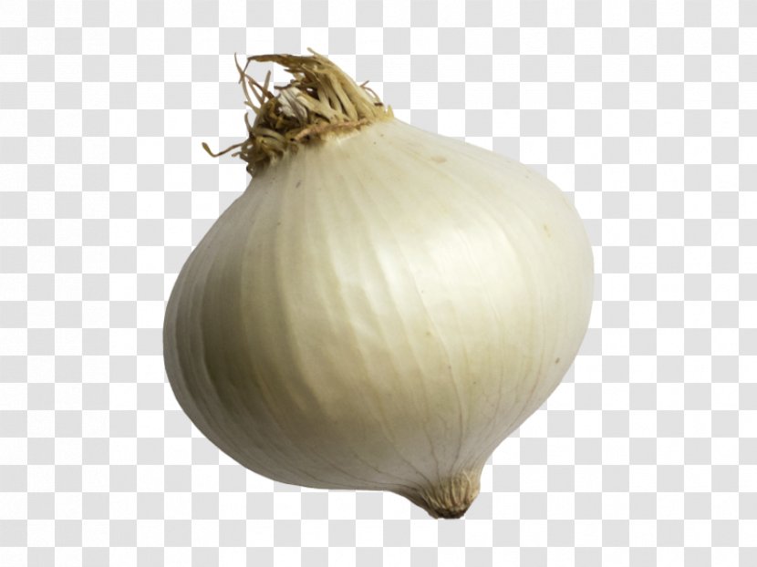 Yellow Onion Elephant Garlic - Food Transparent PNG