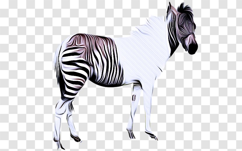 Zebra Cartoon - Mare - Line Art Drawing Transparent PNG