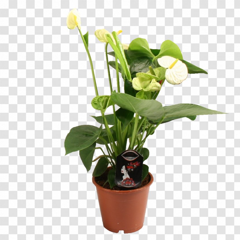 Dracaena Fragrans Cut Flowers Houseplant Anthurium Andraeanum - Swiss Cheese Plant Transparent PNG