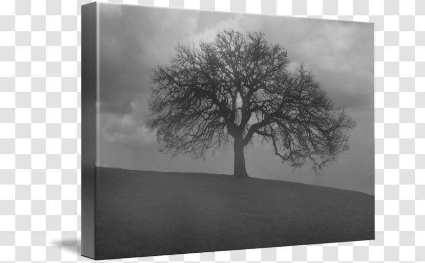 Monochrome Photography Still Life - Picture Frame - Black Fog Transparent PNG