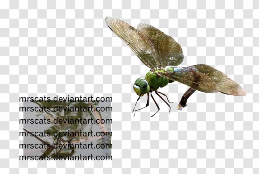 Insect Invertebrate Pest Pollinator Fauna - Dragon Fly Transparent PNG