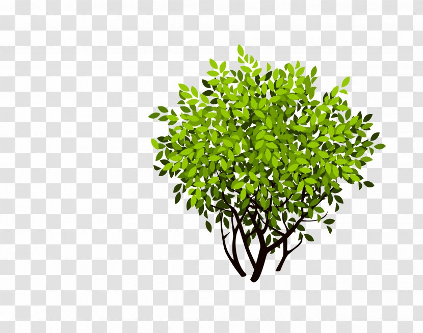Shrub Tree - Green - Bush Transparent PNG