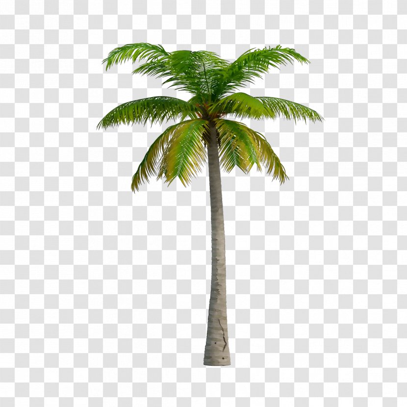 Asian Palmyra Palm Trees Coconut Babassu - Tree - Trunk Transparent PNG