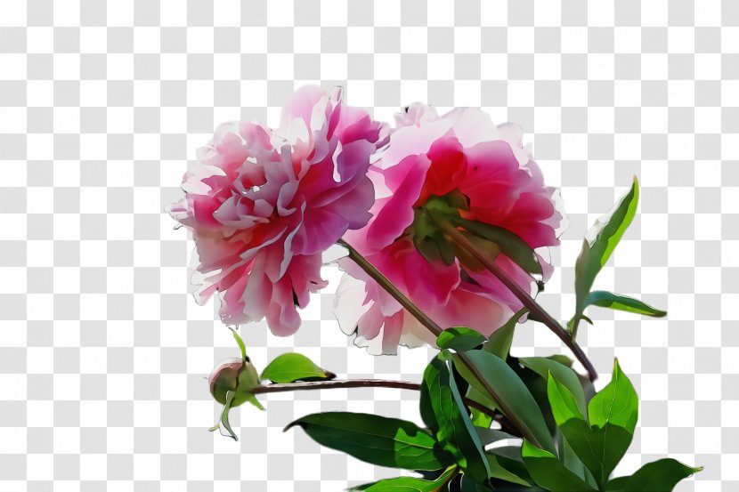 Flower Flowering Plant Pink Petal - Branch - Cut Flowers Transparent PNG